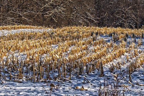 Cornfield In Winter_04511.jpg - Photographed near Smiths Falls, Ontario, Canada.